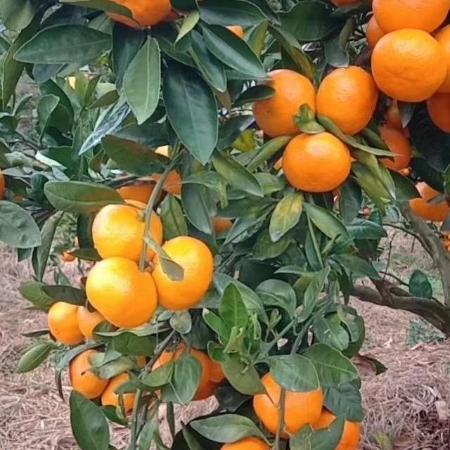 丹丹涌泉蜜橘