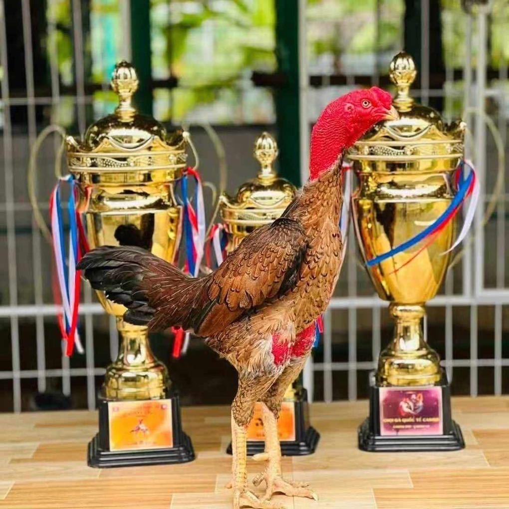 chiến kê 🐓🐓🐓