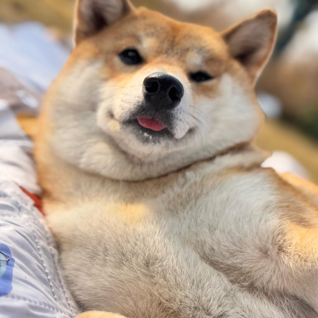 柴妹球球
