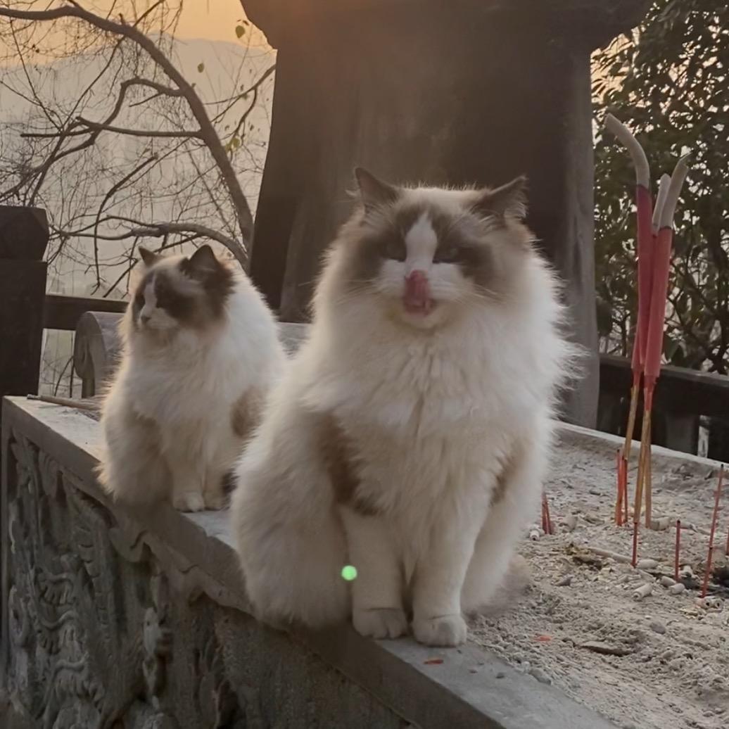 疯狂小奶猫
