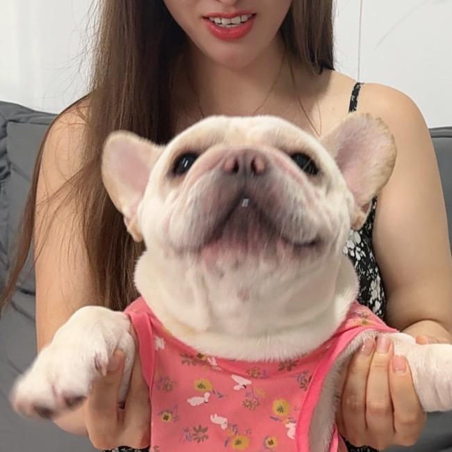 我是王富贵法斗猪