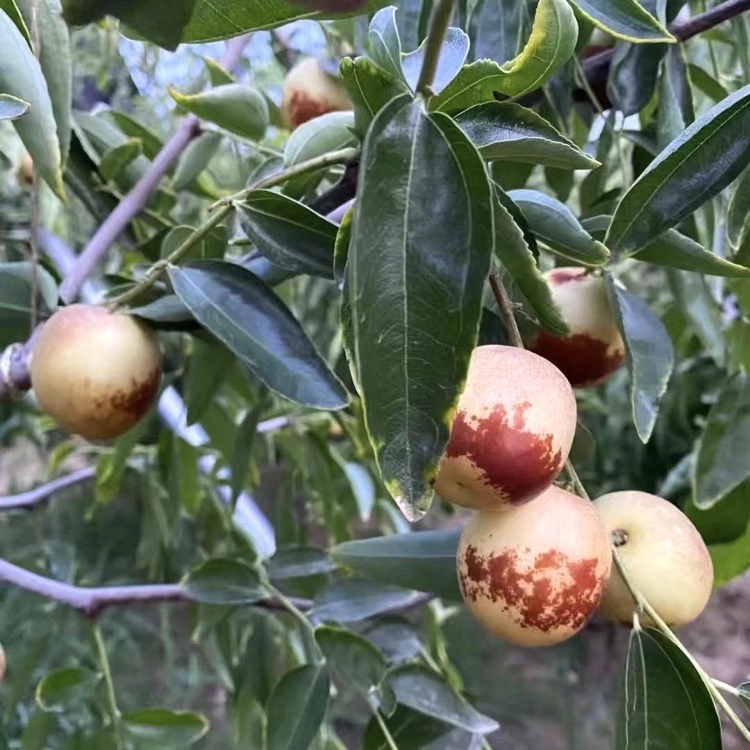 大荔冬枣鑫旺农场烨子