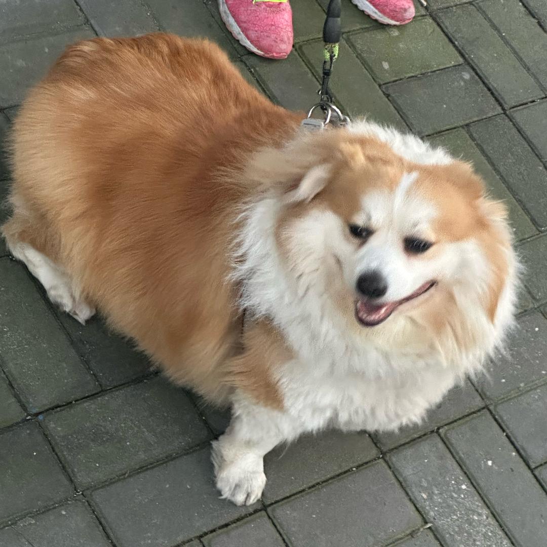 吧啦吧啦