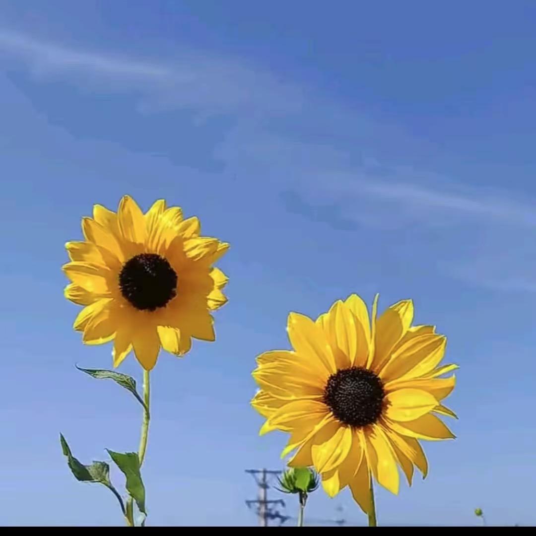 莉莉.