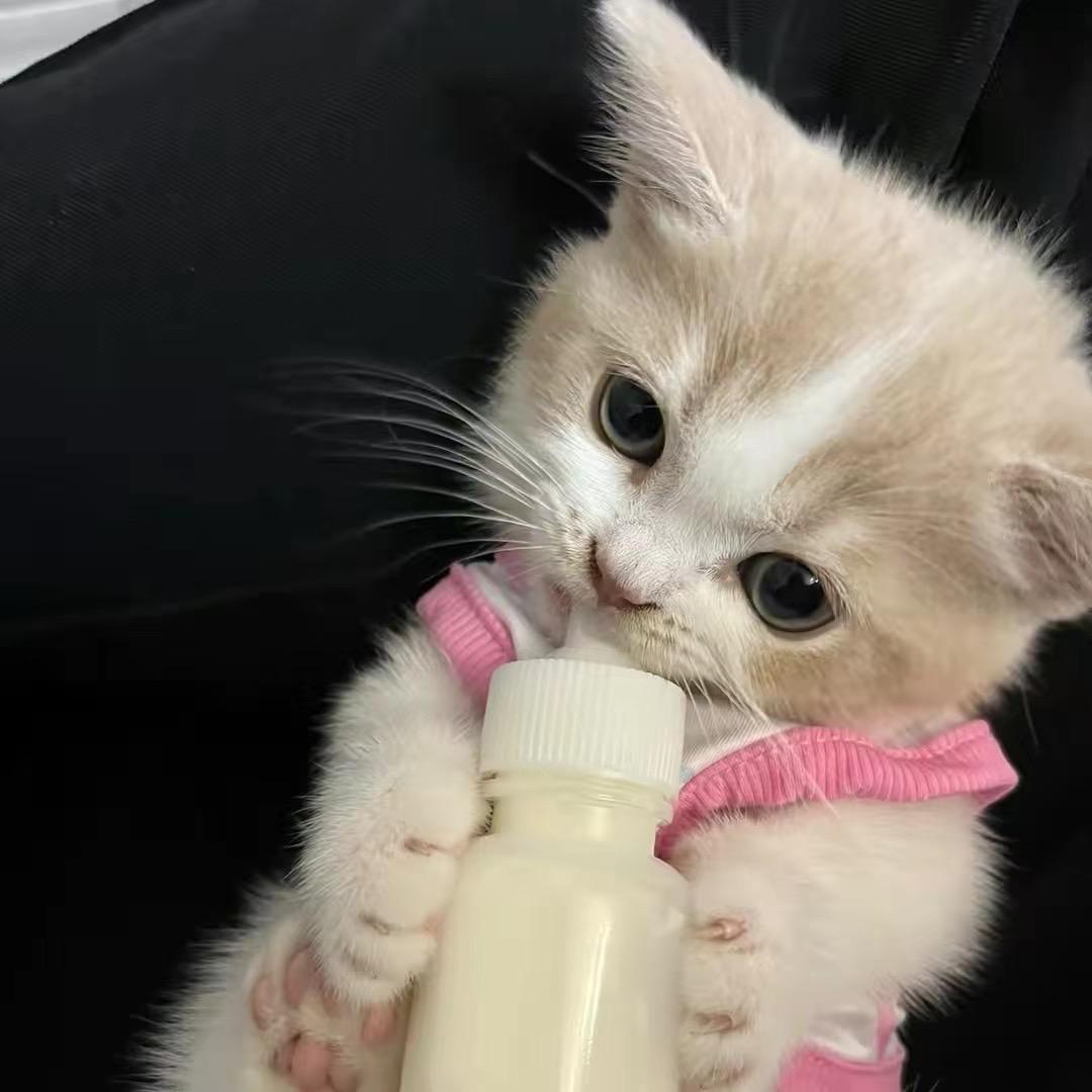 古手梨花