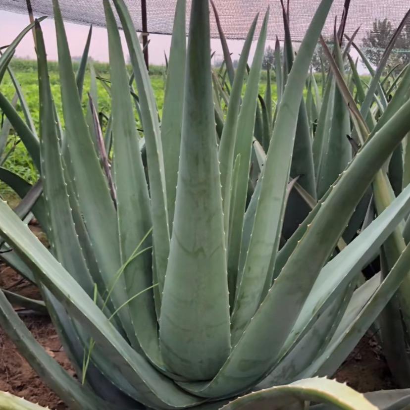 专业芦荟种植基地