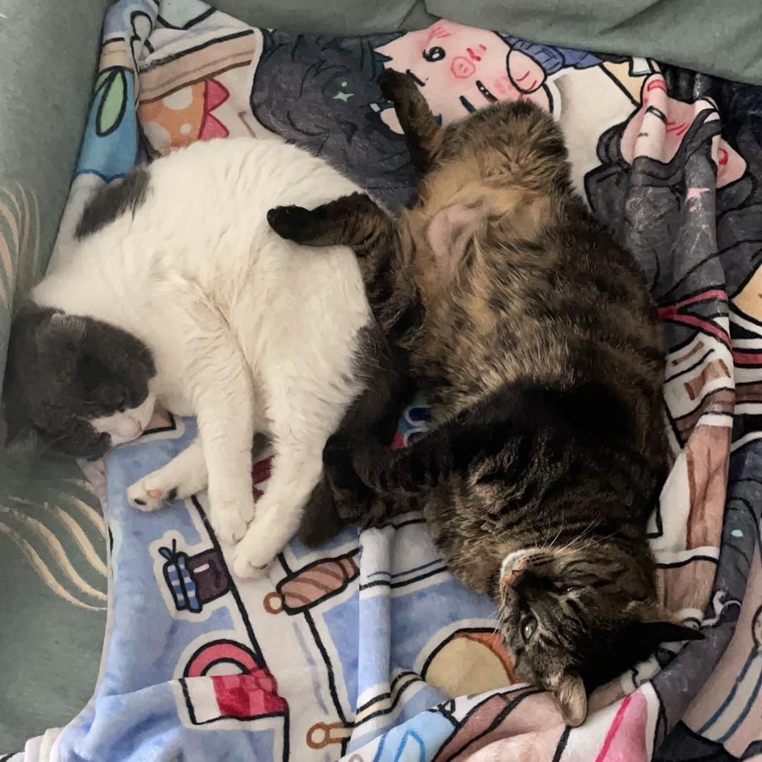 朱胖胖和它的小娇妻