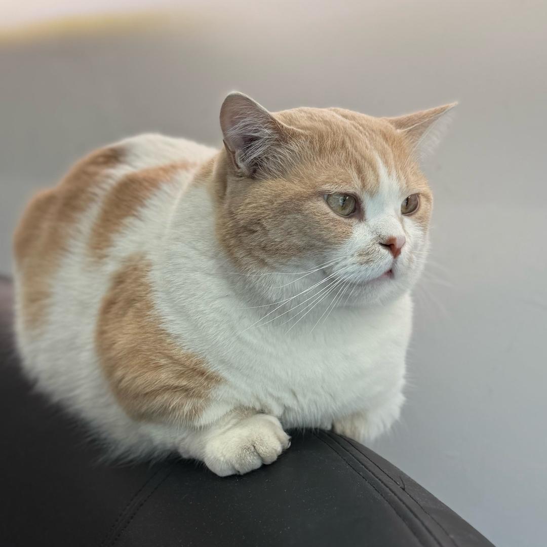 大呲花烤肉（国际新城东门）