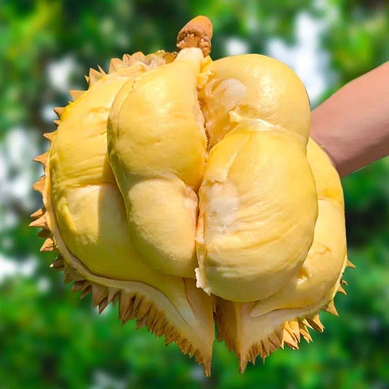 圆圆的大榴莲