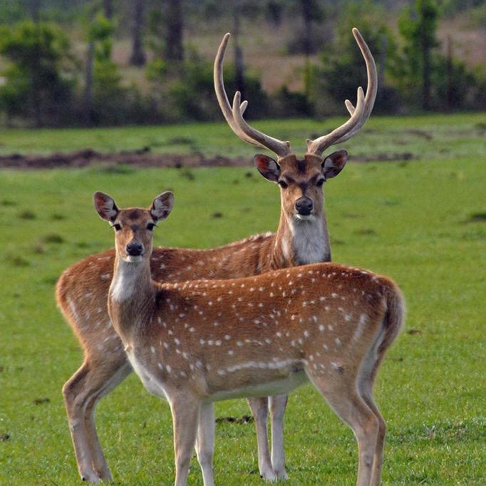 隆裕鹿业滋补专营店