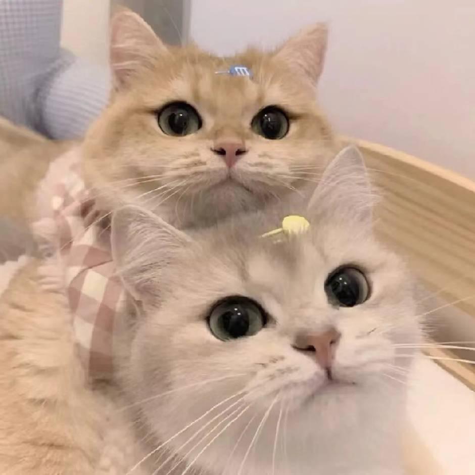 …楠木