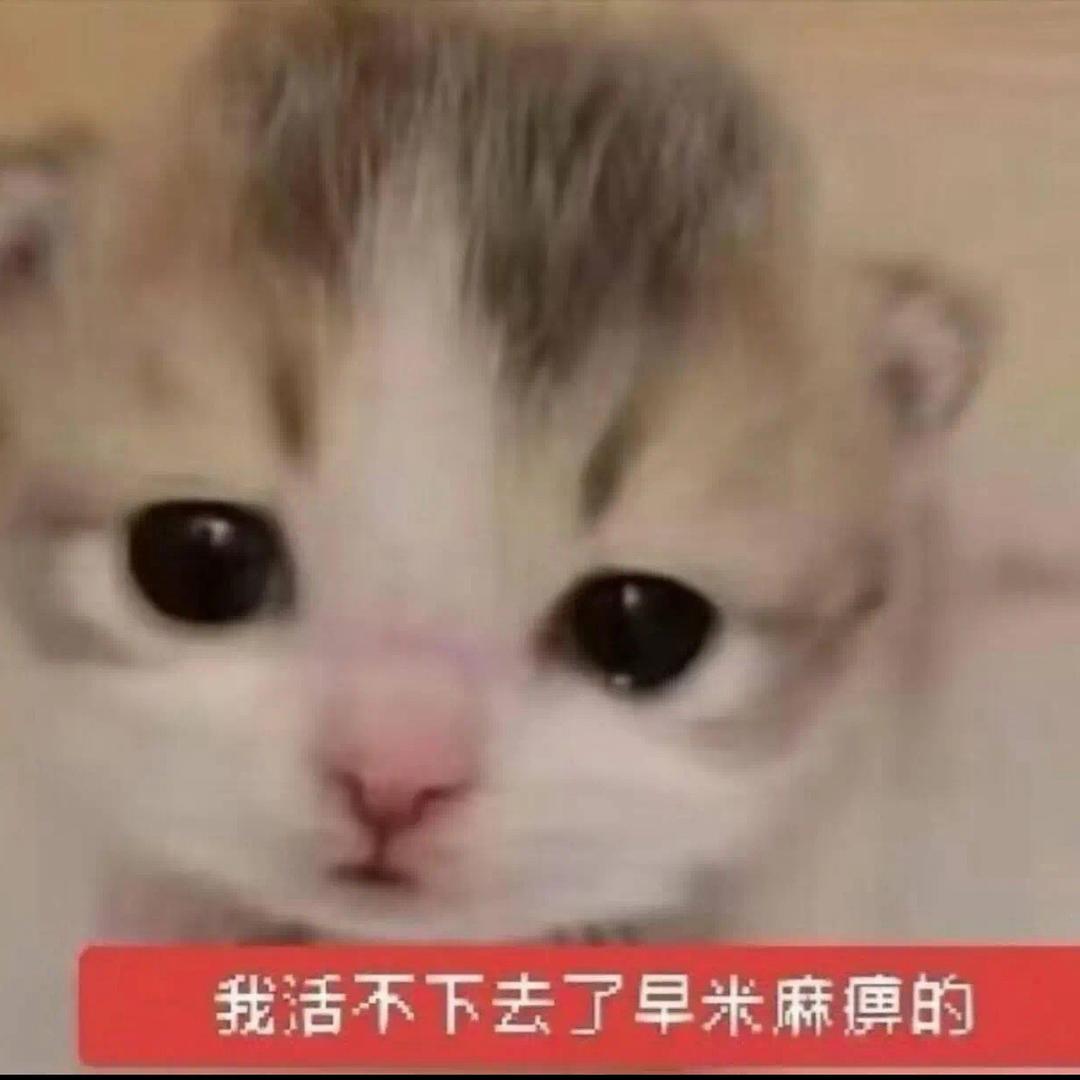芝士小蟑螂