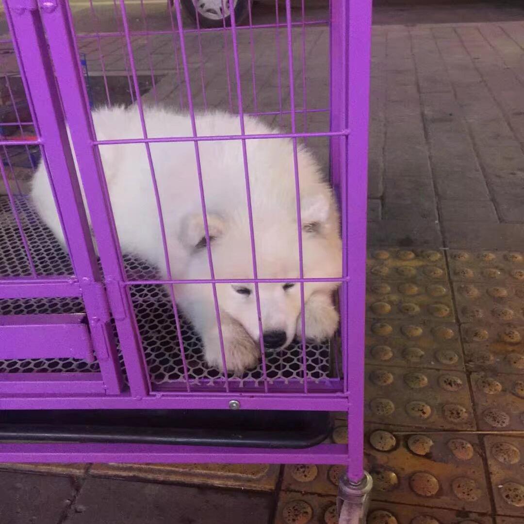 奥特曼打酱油