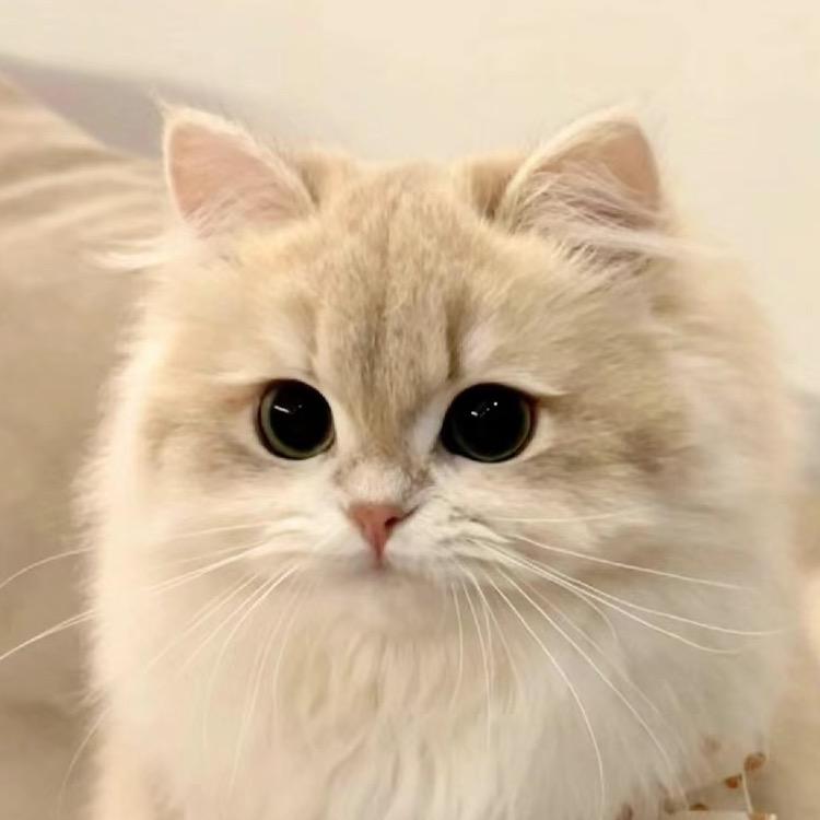 疯狂小猪咪🐱