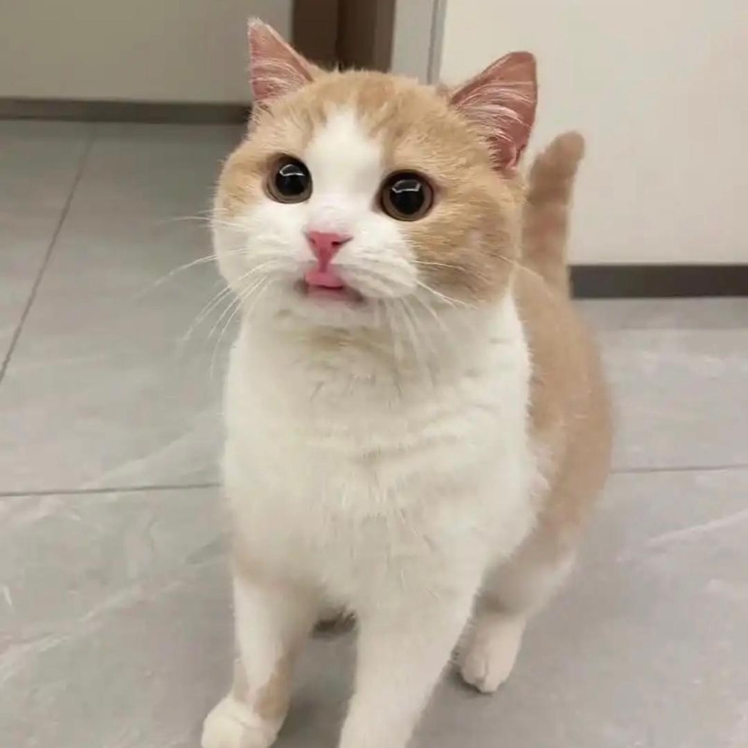 猫砂工厂店