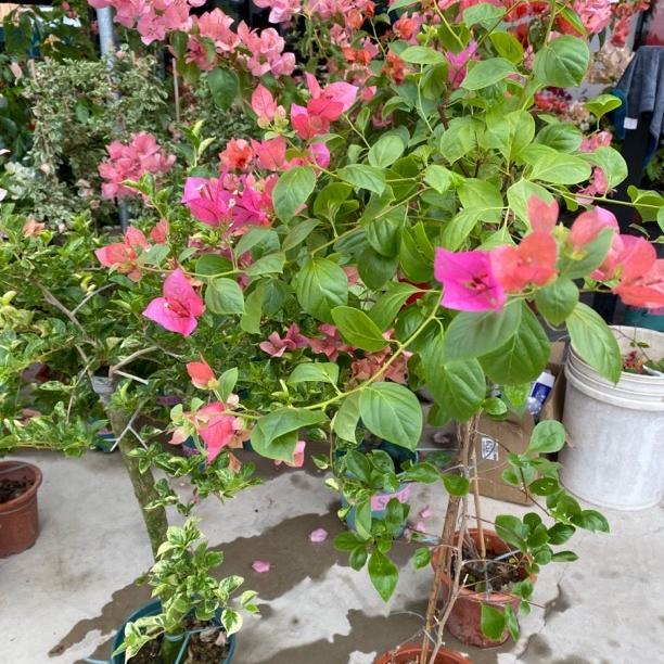 奇缘三角梅花卉