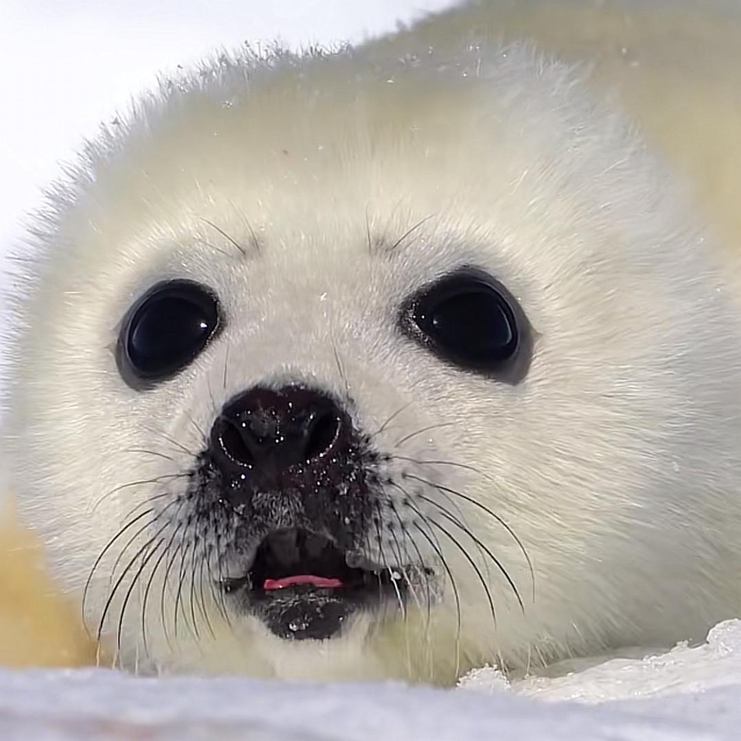 海豹BB 🦭🦭🦭