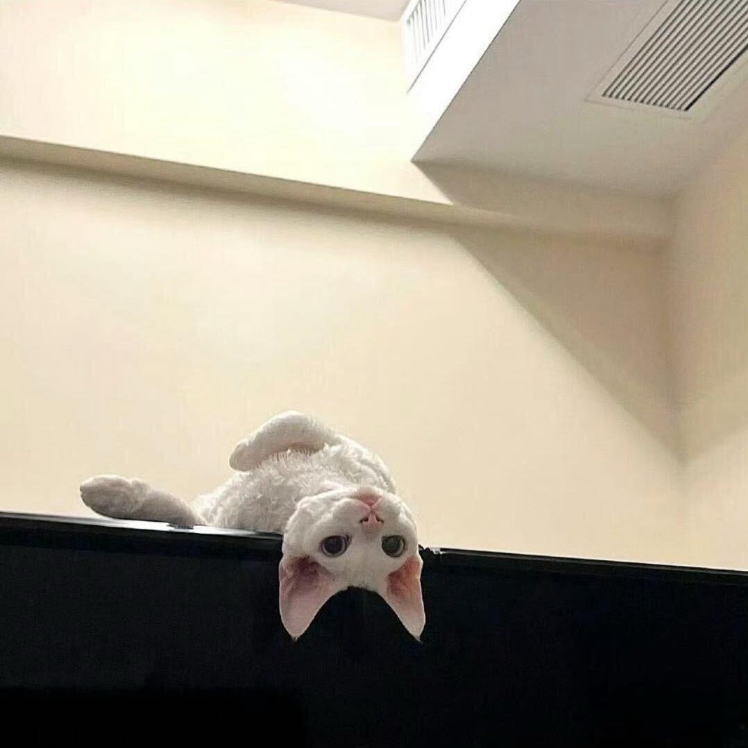 ꧁༺碳༒水༻꧂的主人