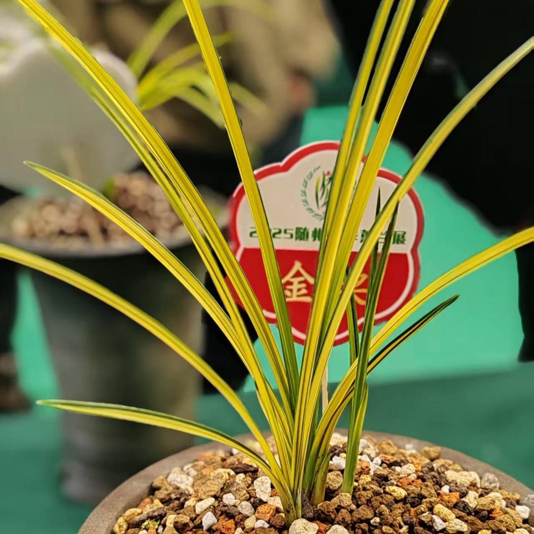 湖北随州蕙兰小夏园艺