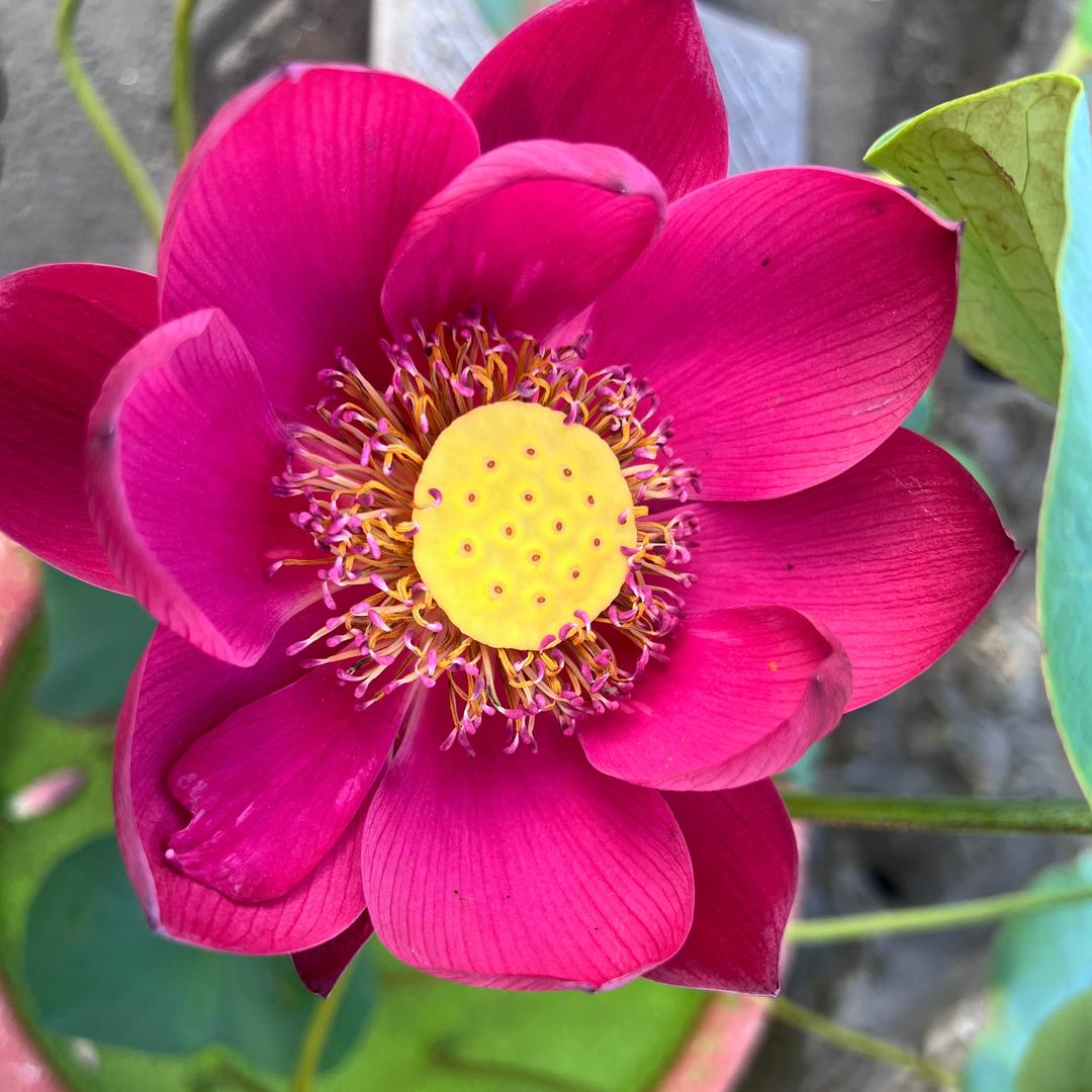 溧水花店ai蜜er（橱窗有好物）