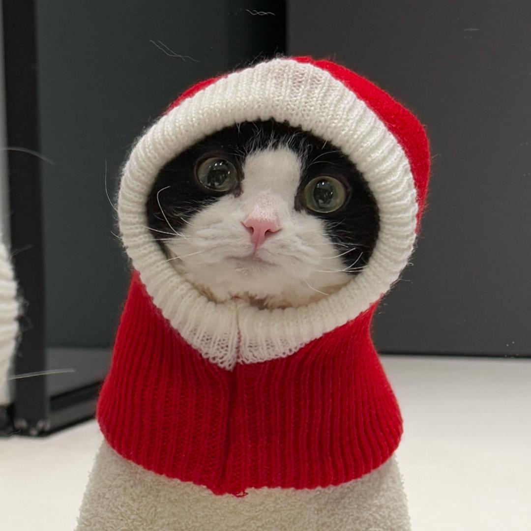 谢谢是只猫（德文猫舍版）