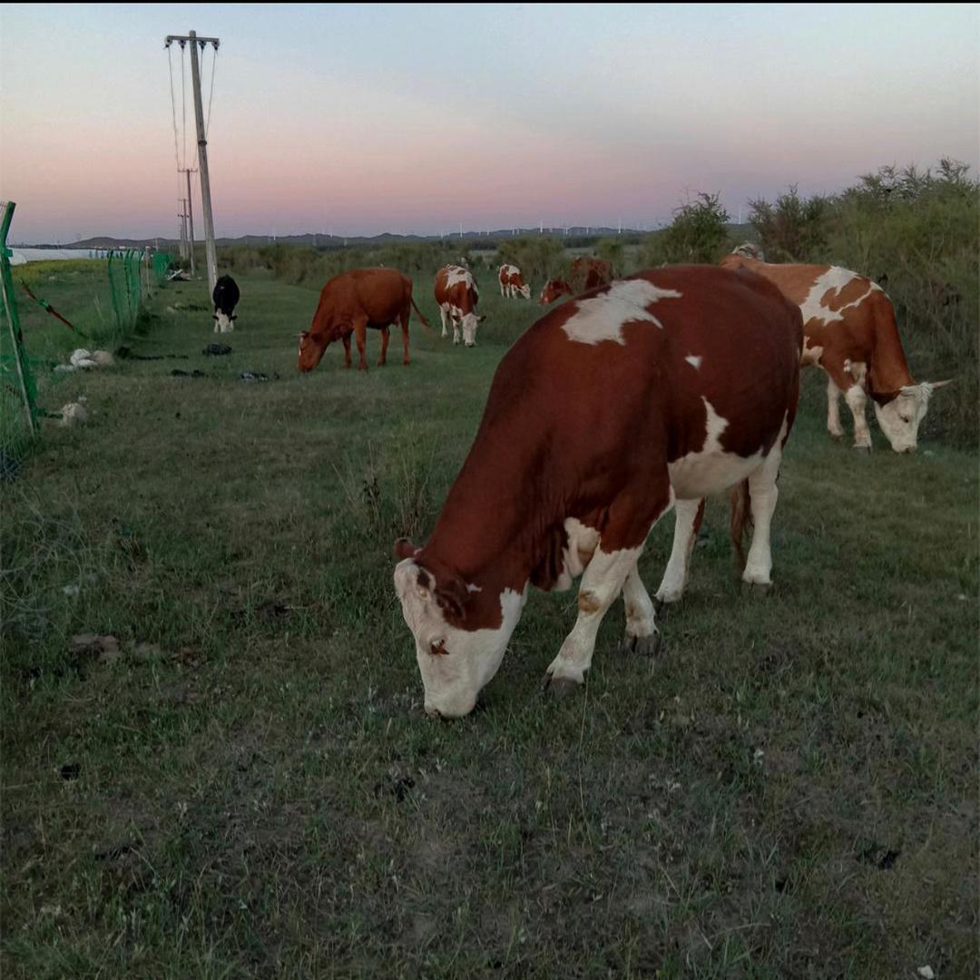 沽源小张，农村牛市带抓