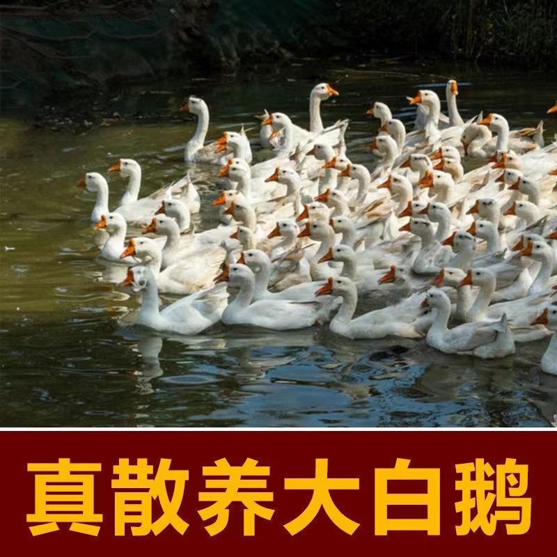 莫旗何总农副土特产品