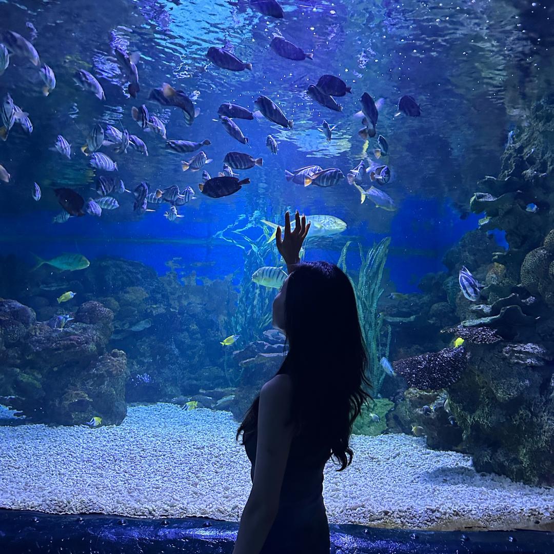 照月