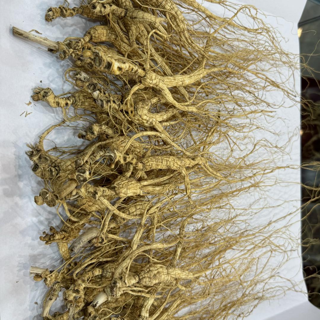林瑞东北林下参