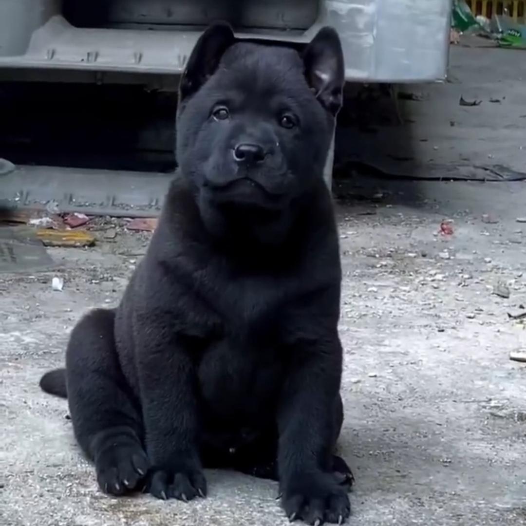 广西五黑犬繁育