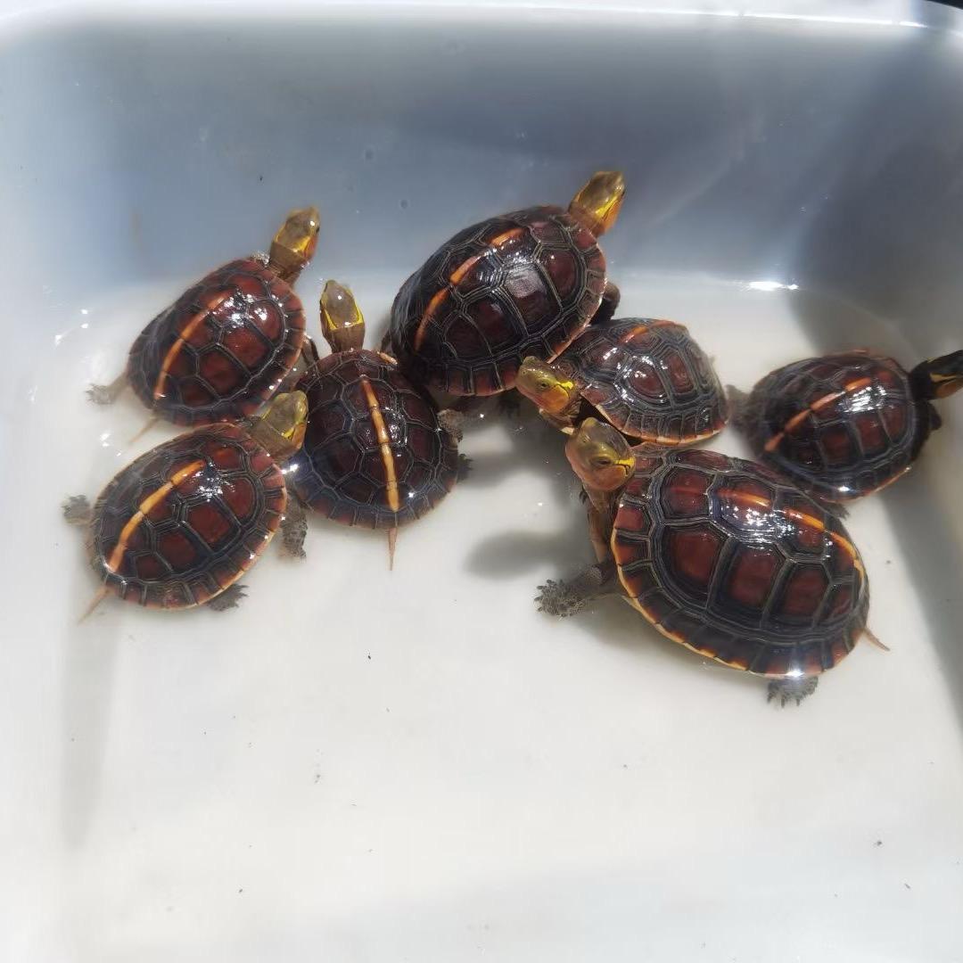 纯缘之龟1号店