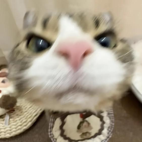 爱吃香菜的猫🍣