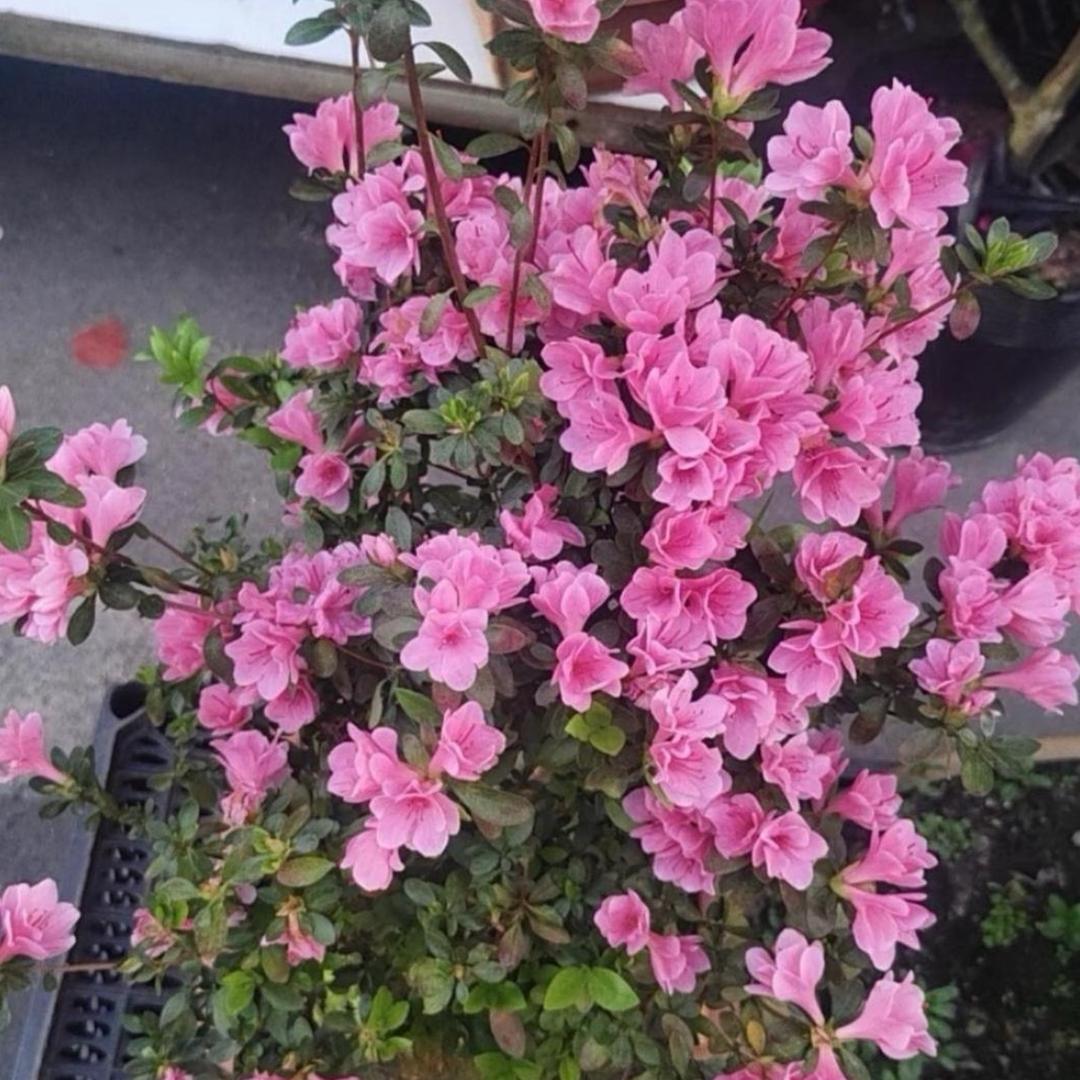 @专业花艺虹姐🌈·