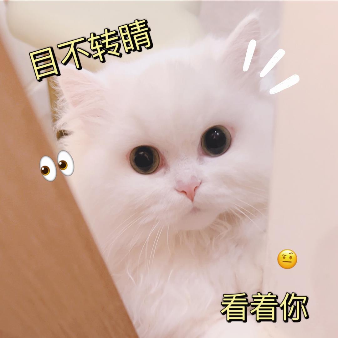 尤莉yori（猫语版）