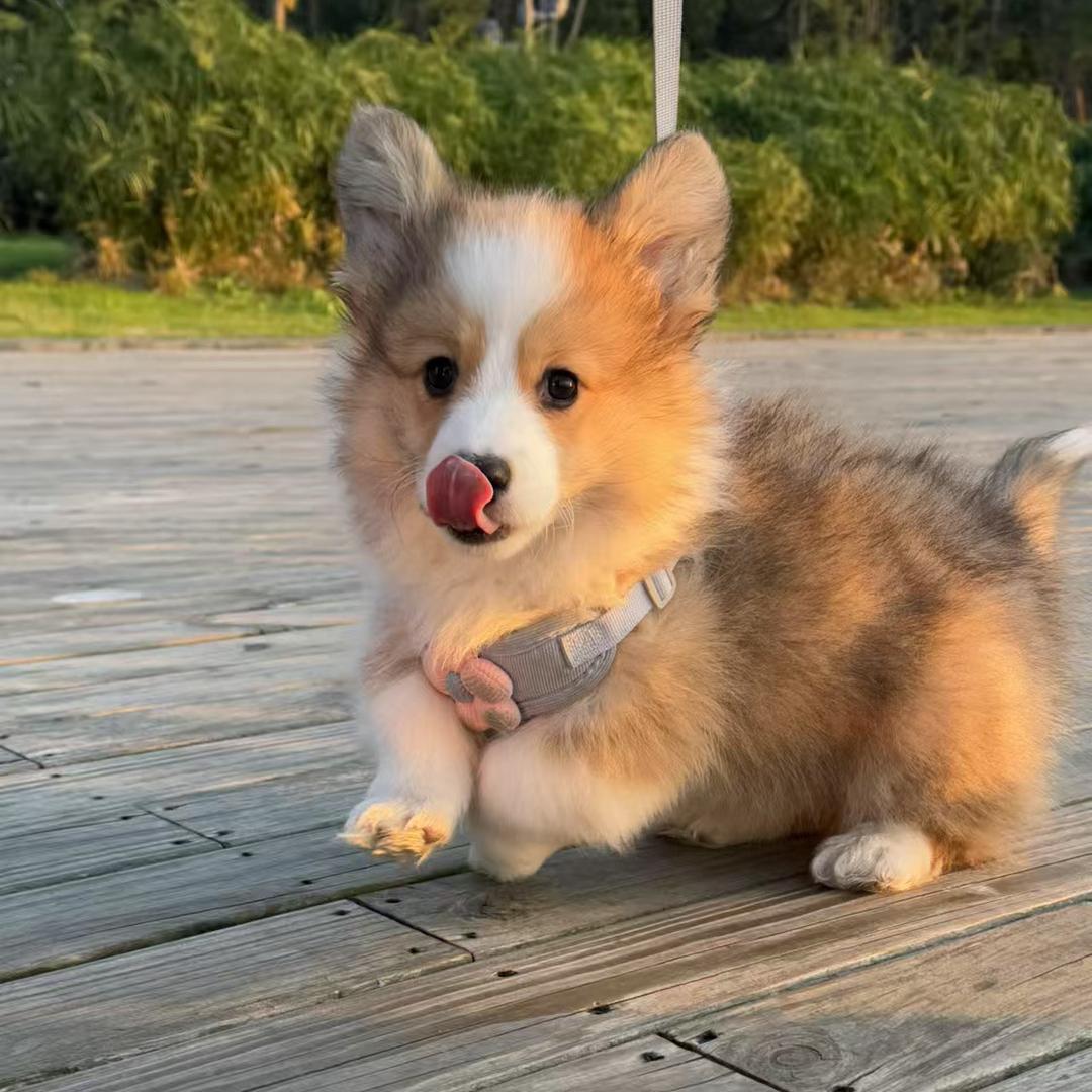 66的柯基犬舍