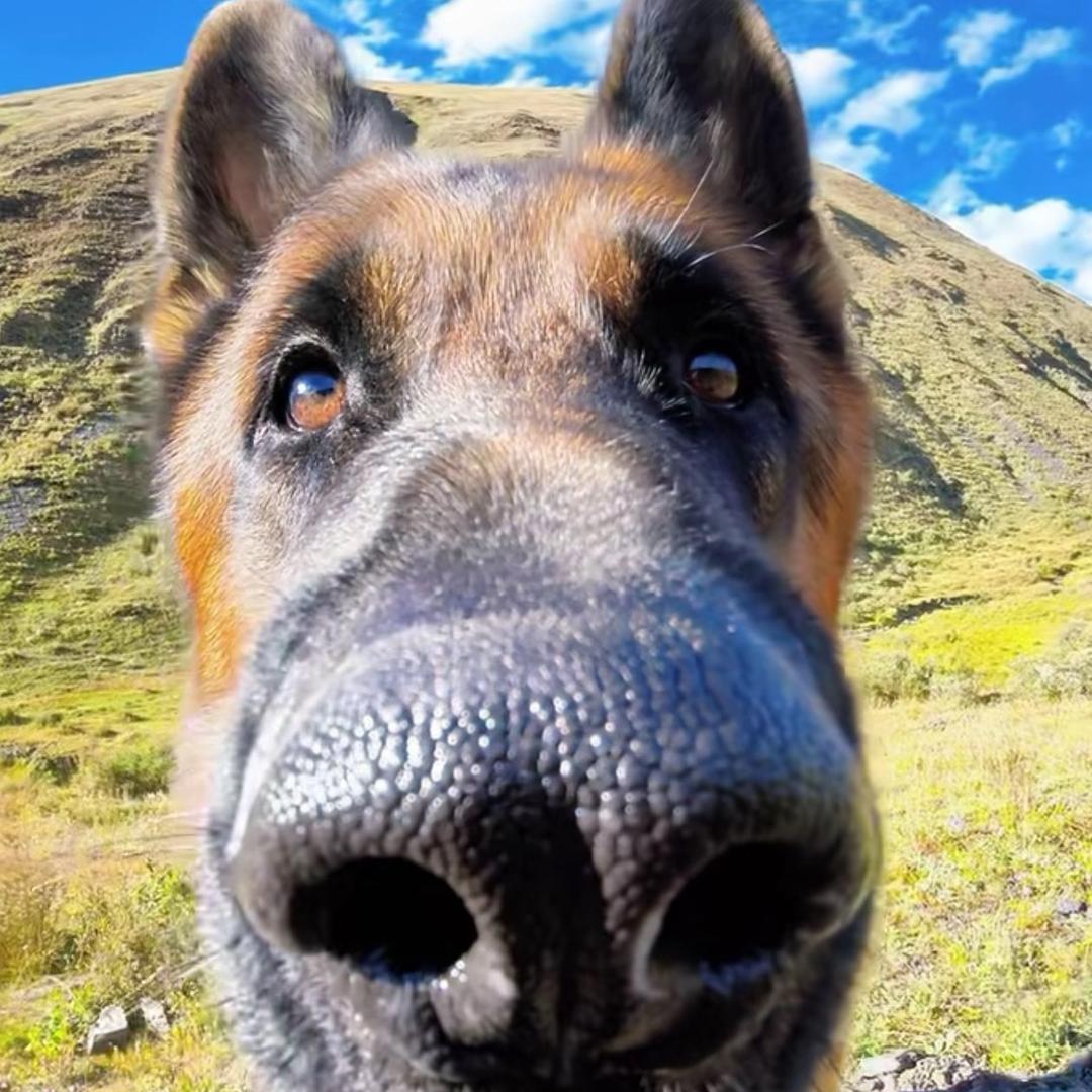 小帅勇闯集装箱