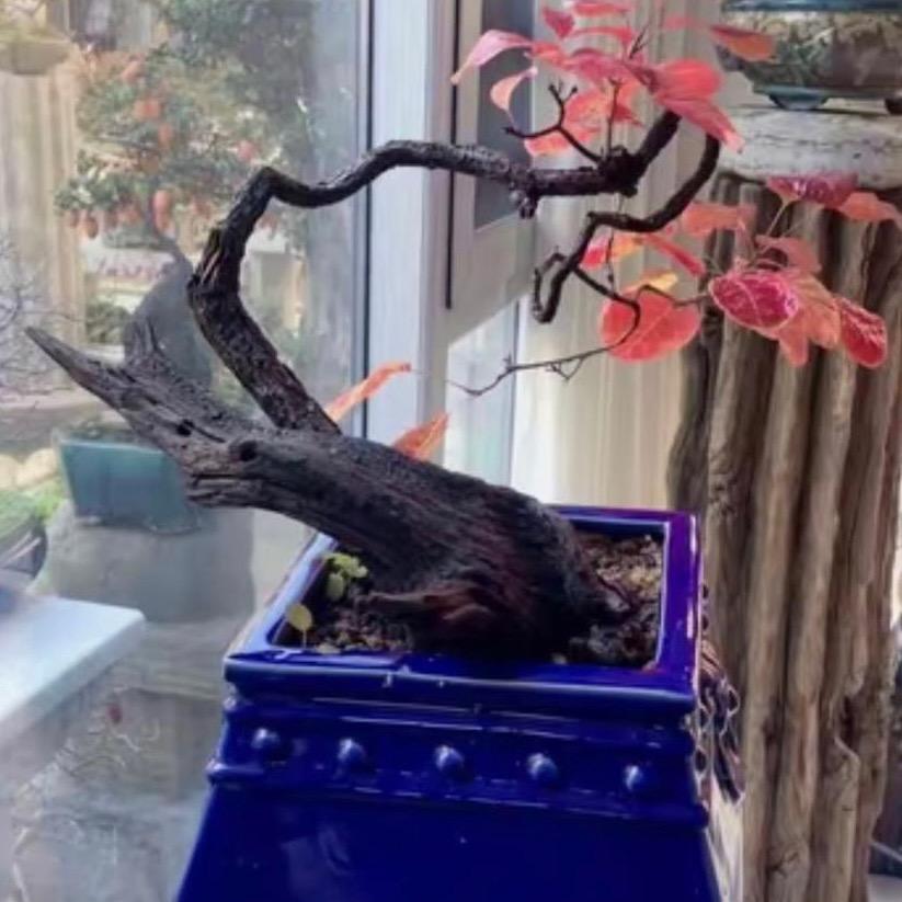 半夜浮生～皖栌达人 逸趣园花卉优品小铺