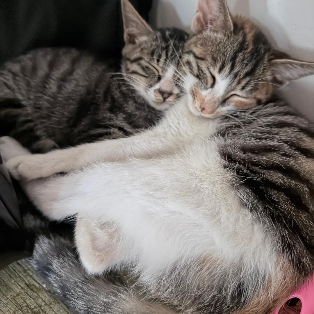 吃个饼🫓（梅干菜饼）