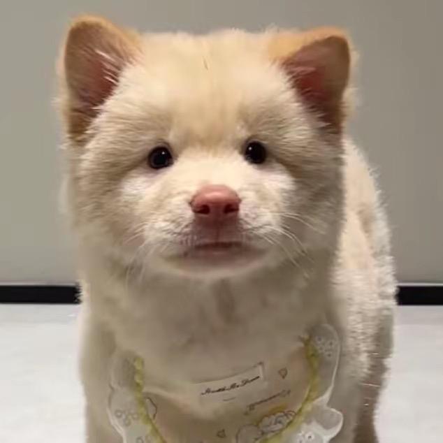 土松（买🐶刘☎️）