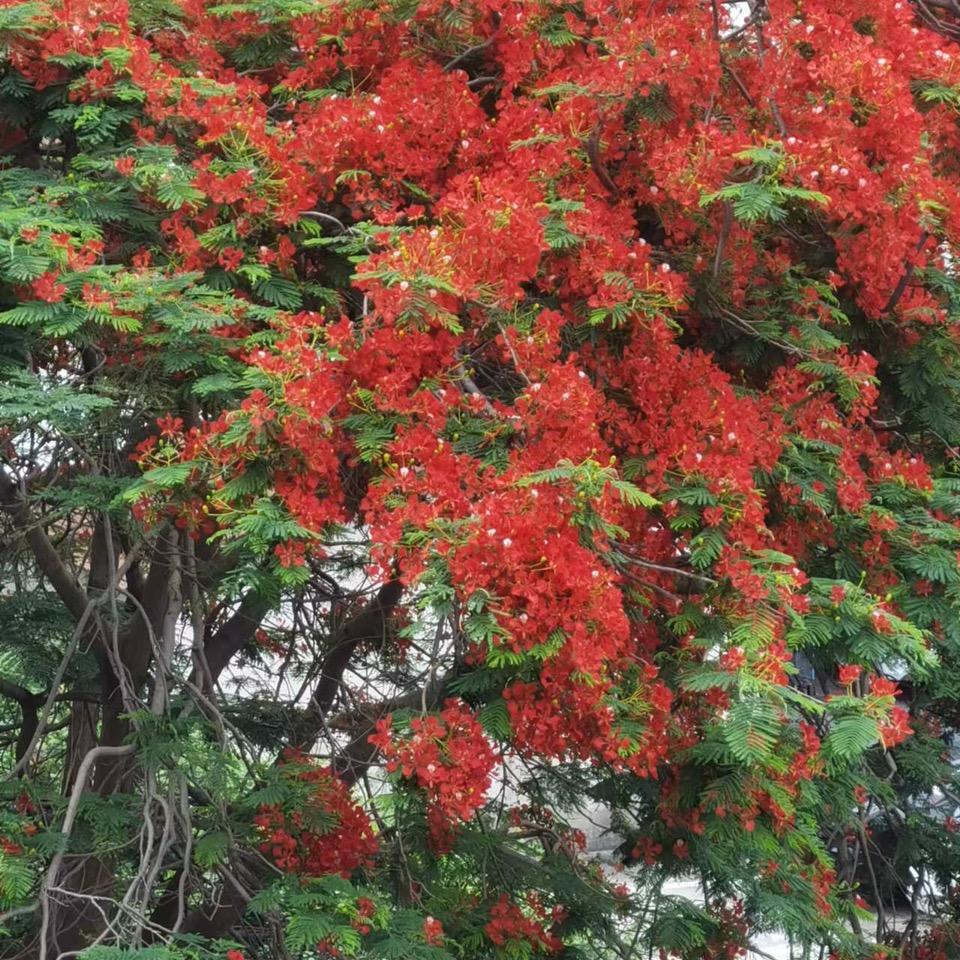 玲子好书好物店