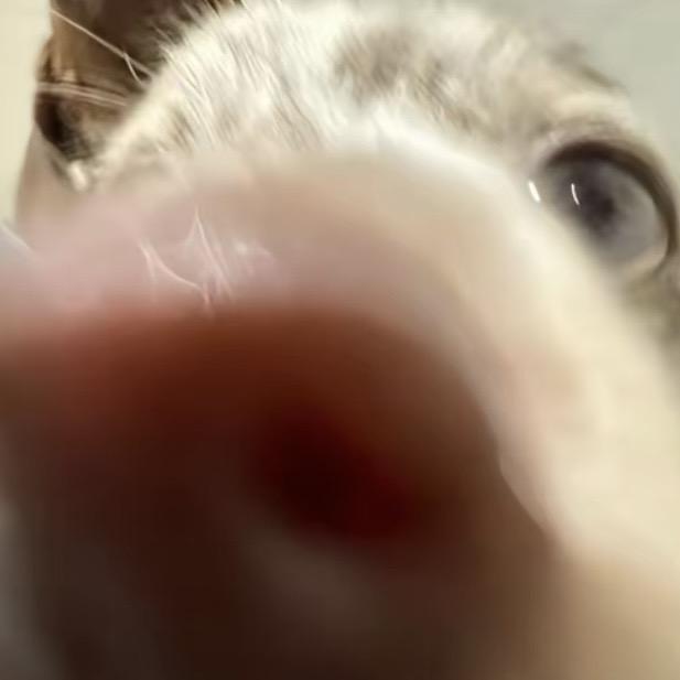 嫿