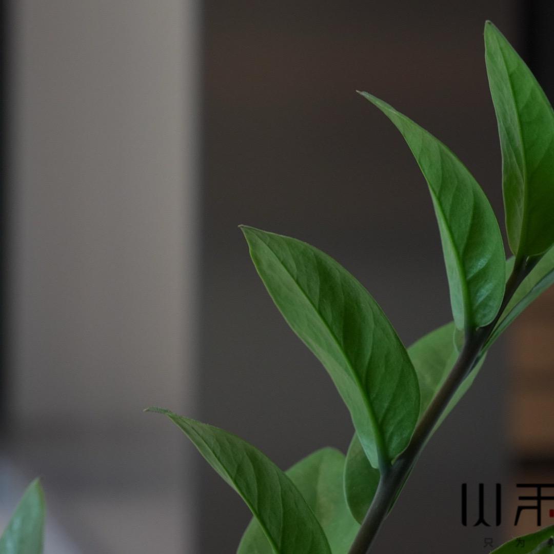 一叶一菩提
