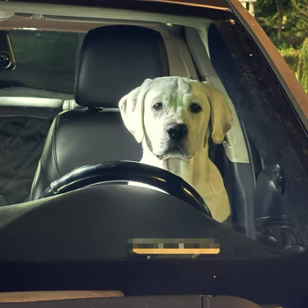 拉布拉多—福满满