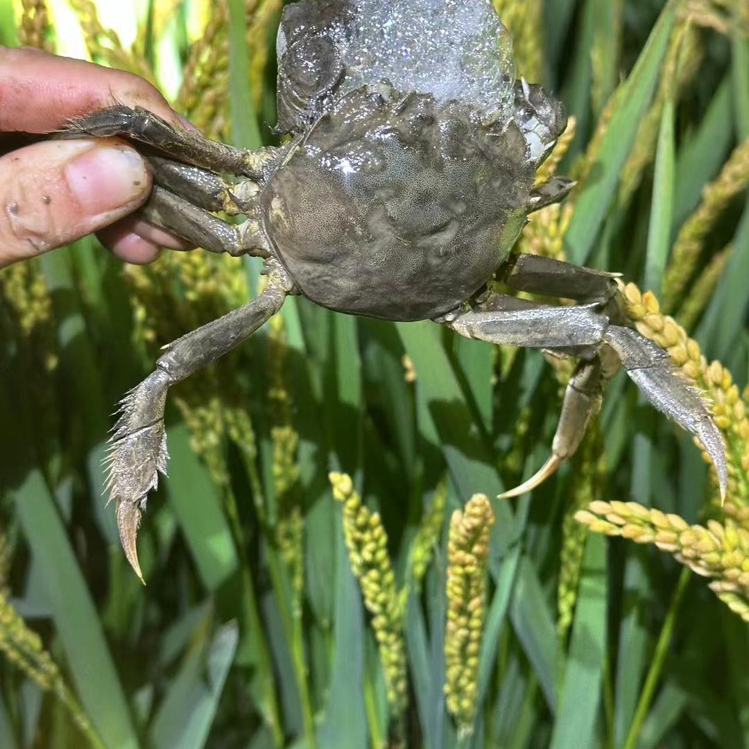 盘锦小雷河蟹