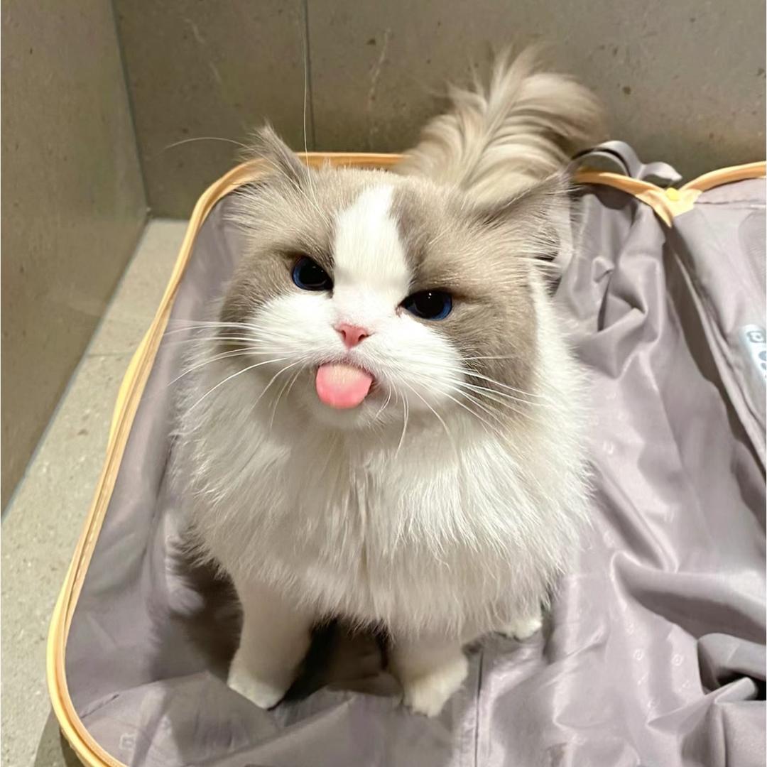 无敌小猪咪