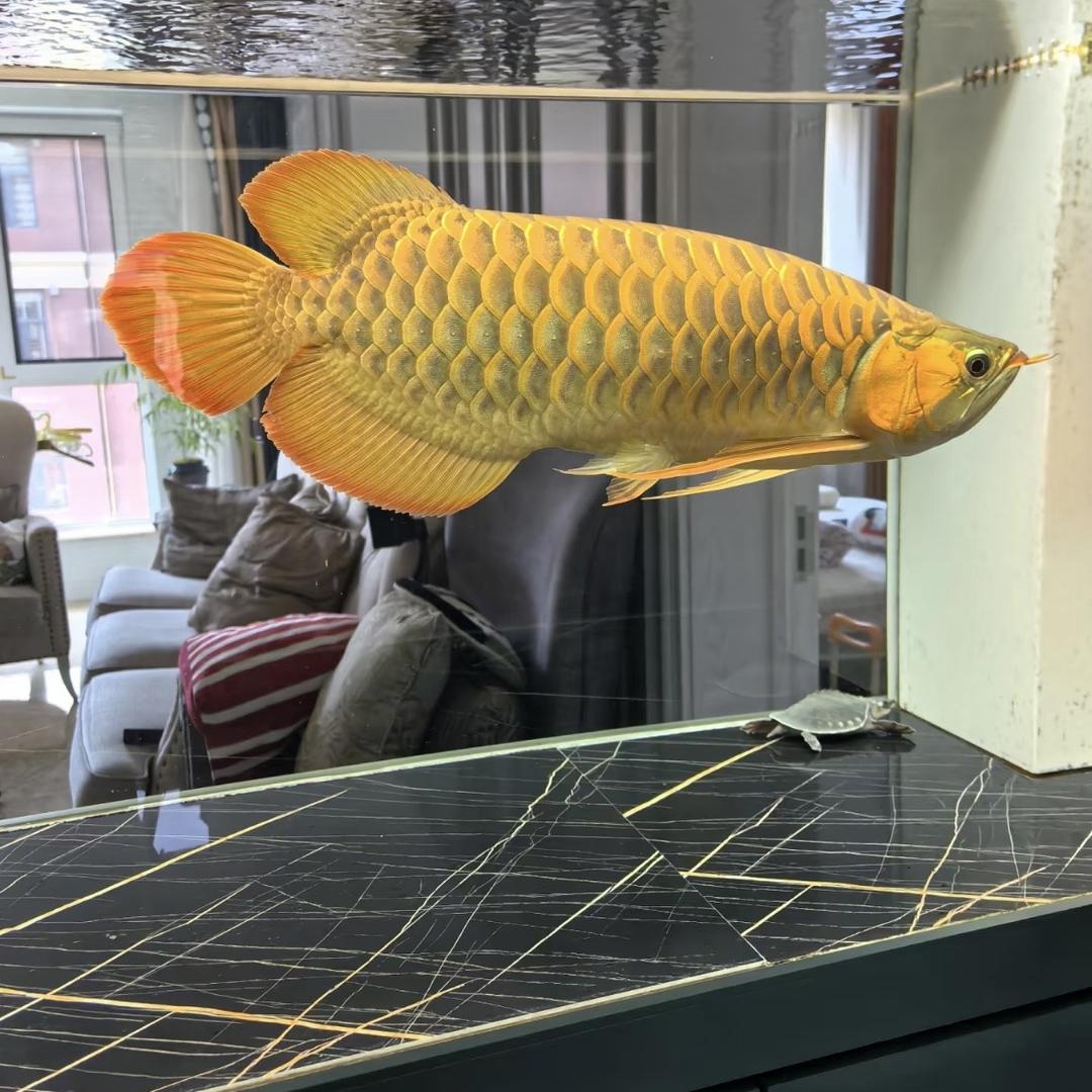 金龙L