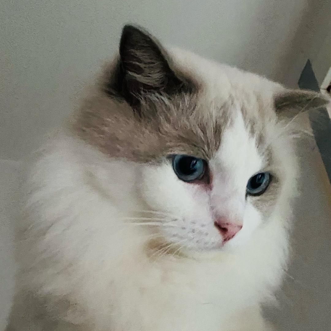 🐱猫聆🐱