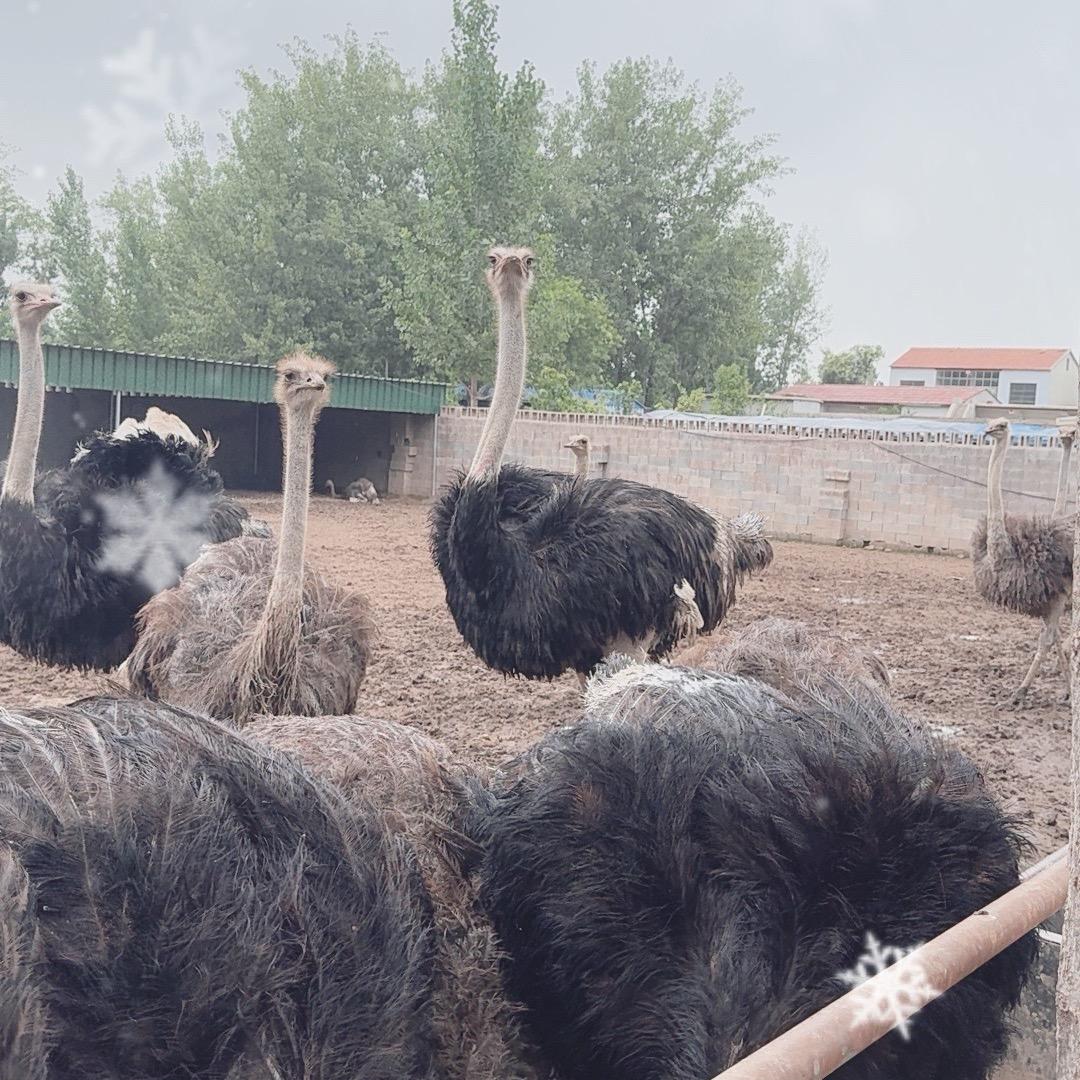 大型鸵鸟孵化养殖场