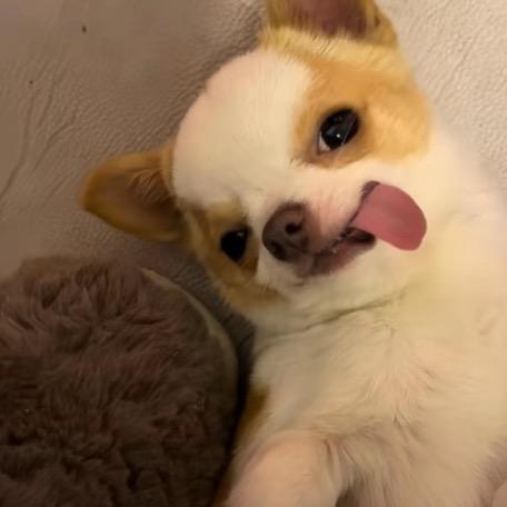 惠子h