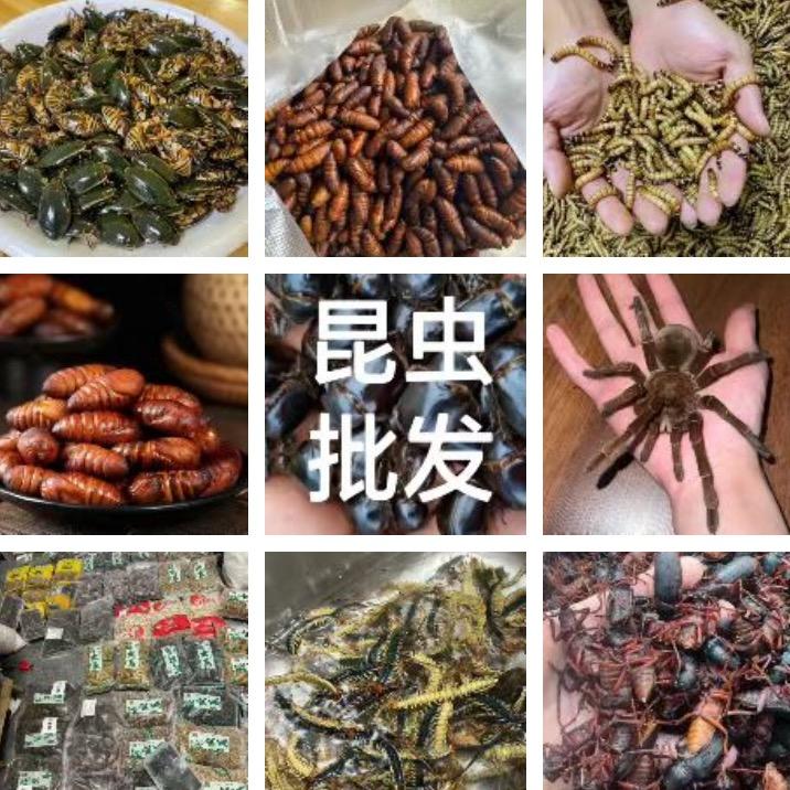 云南昆虫宴全家福 28/份可邮寄招加盟